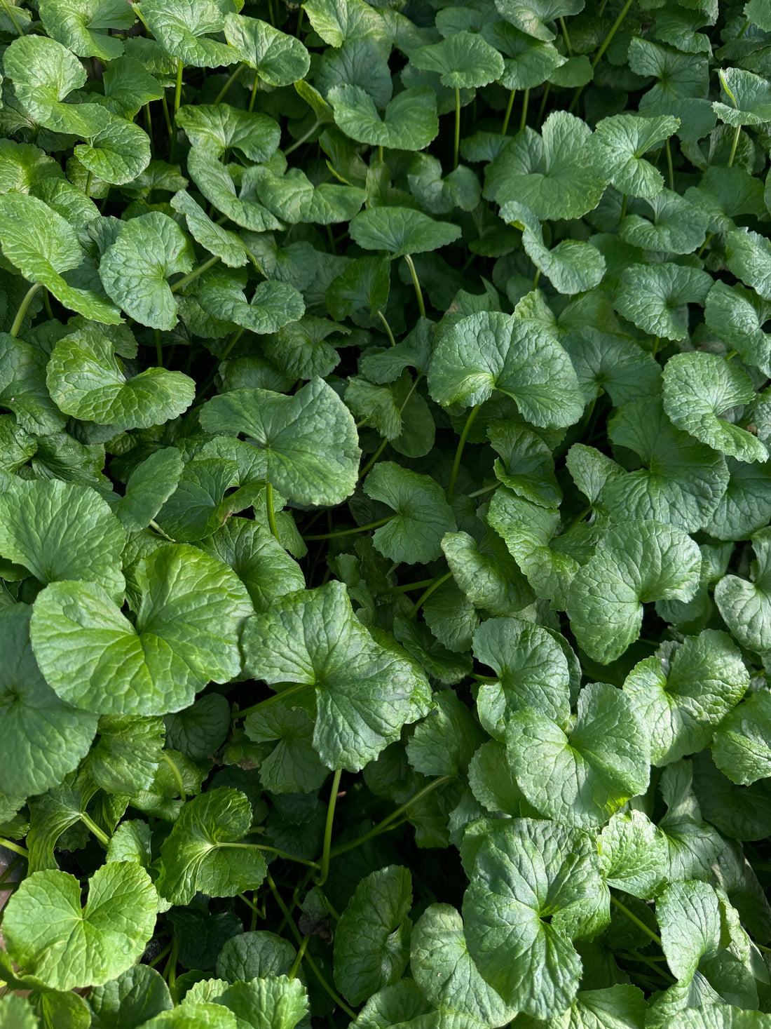 Why Centella Asiatica Might Be Your Skin’s New Best Friend